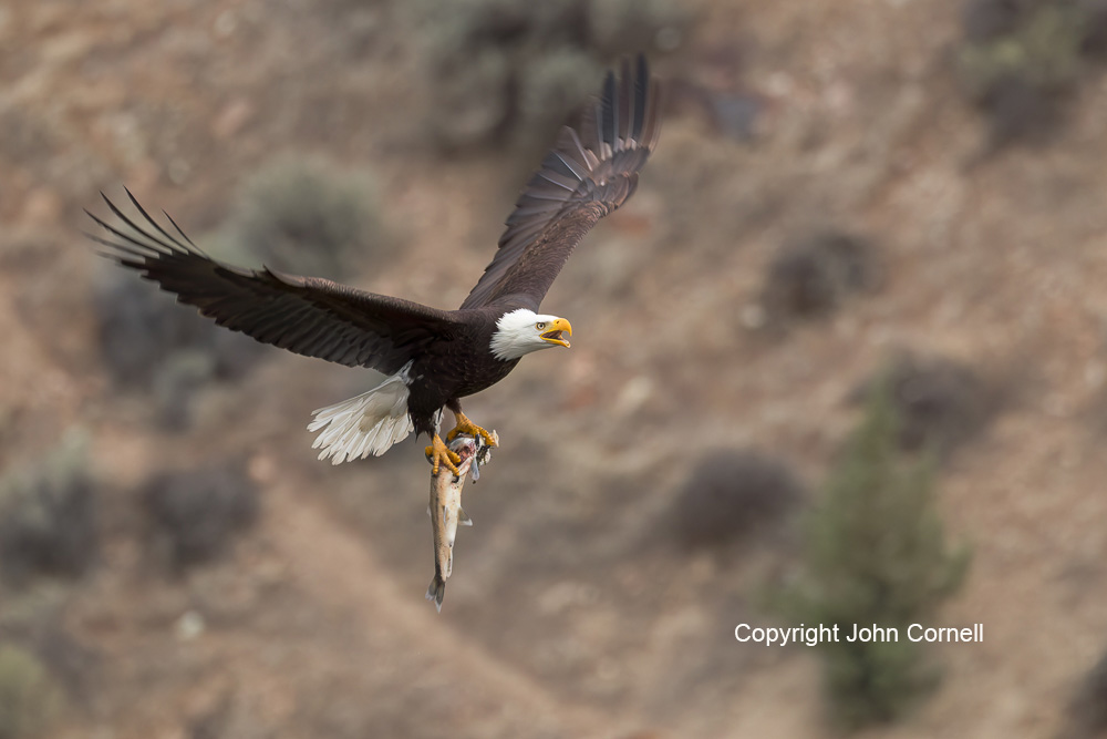 Bald Eagle;Eagle;Flying Bird;Haliaeetus leucocephalus;Photography;Prey;action;active;aloft;behavior;birds;color image;flight;fly;flying;foraging;hunting;in flight;motion;movement;one animal;soar;soaring;wing;winged;wings